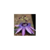 Passiflore Purple Passion®