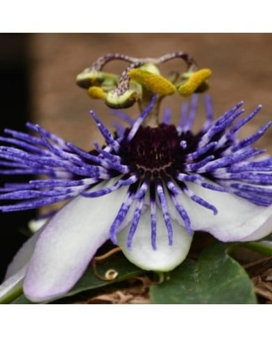 Passiflore RIVERSIDE® Damsel's Delight®