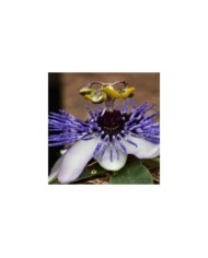 Passiflore RIVERSIDE® Damsel's Delight®
