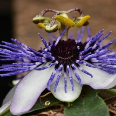 Passiflore RIVERSIDE® Damsel's Delight®