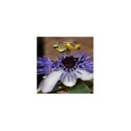Passiflore RIVERSIDE® Damsel's Delight®