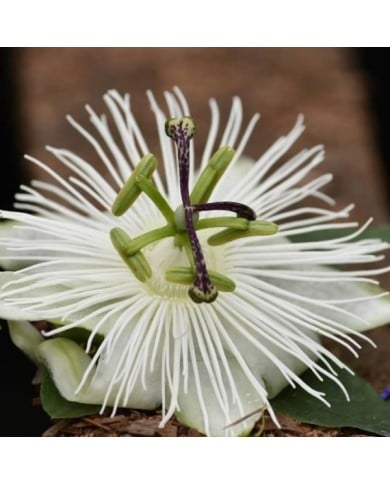 Passiflore RIVERSIDE® Snow Queen®