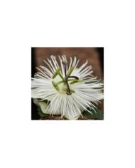 Passiflore RIVERSIDE® Snow Queen®