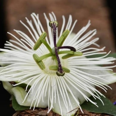 Passiflore RIVERSIDE® Snow Queen®