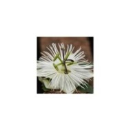 Passiflore RIVERSIDE® Snow Queen®