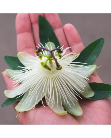 Passiflore RIVERSIDE® Snow Queen®