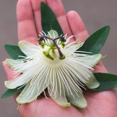 Passiflore RIVERSIDE® Snow Queen®