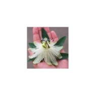 Passiflore RIVERSIDE® Snow Queen®
