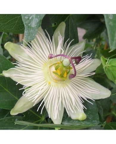 Passiflore RIVERSIDE® Snow Queen®