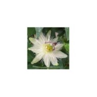 Passiflore RIVERSIDE® Snow Queen®