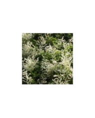 Renouée aubertii
