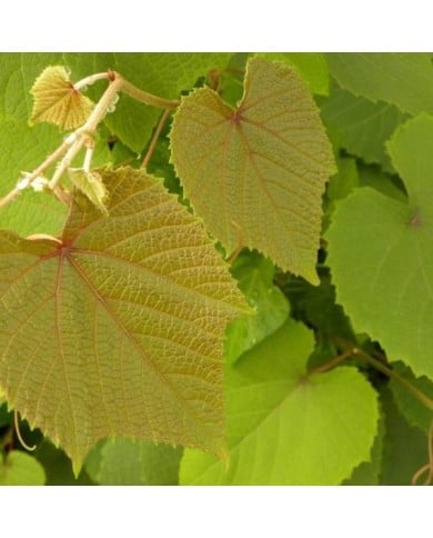 Vigne d'ornement Sunning Dale