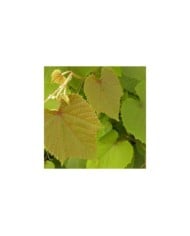 Vigne d'ornement Sunning Dale