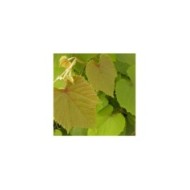 Vigne d'ornement Sunning Dale