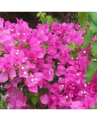 Bougainvillier Sanderiana