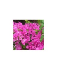 Bougainvillier Sanderiana