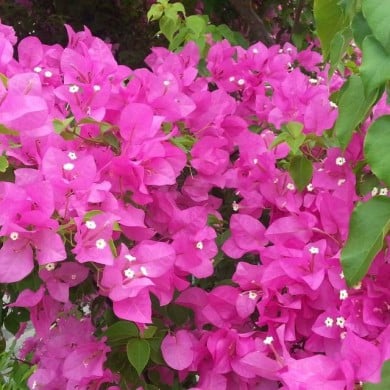 Bougainvillier Sanderiana