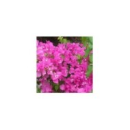 Bougainvillier Sanderiana