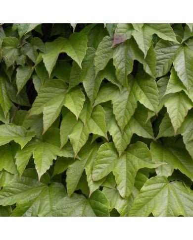 Vigne Vierge 'Robusta'