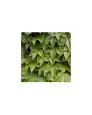 Vigne Vierge 'Robusta'