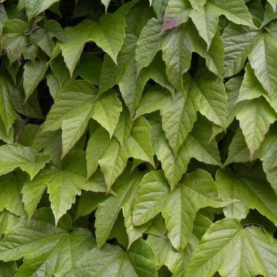 Vigne Vierge 'Robusta'