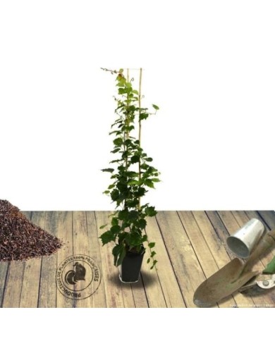 Vigne Vierge 'Robusta'