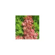 Vigne Vierge quinquefolia