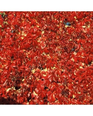 Vigne Vierge quinquefolia Red wall® 'Troki'