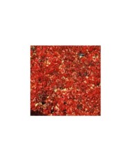 Vigne Vierge quinquefolia Red wall® 'Troki'
