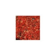 Vigne Vierge quinquefolia Red wall® 'Troki'