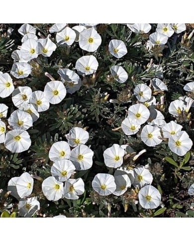 Convolvulus cneorum