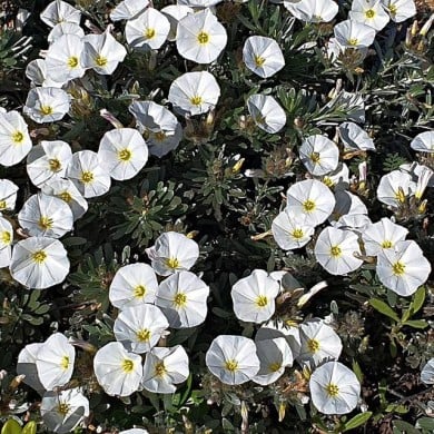 Convolvulus cneorum