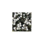 Convolvulus cneorum