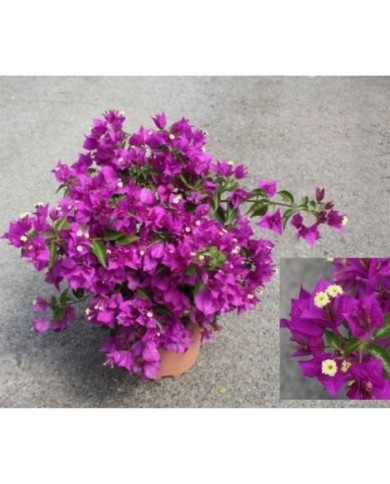 Bougainvillier Sanderiana