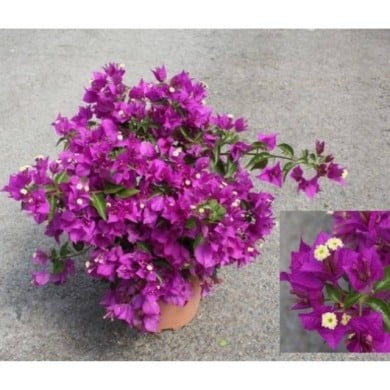 Bougainvillier Sanderiana