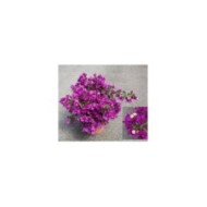Bougainvillier Sanderiana