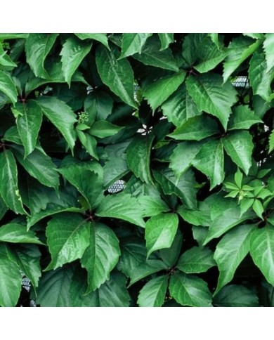 Vigne Vierge quinquefolia Red wall® 'Troki'