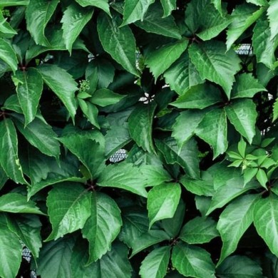 Vigne Vierge quinquefolia Red wall® 'Troki'