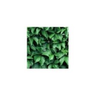 Vigne Vierge quinquefolia Red wall® 'Troki'