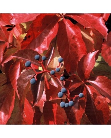 Vigne Vierge quinquefolia Red wall® 'Troki'
