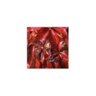 Vigne Vierge quinquefolia Red wall® 'Troki'