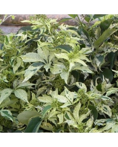 Vigne Vierge quinquefolia Star Shower® 'Mooham'