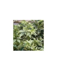 Vigne Vierge quinquefolia Star Shower® 'Mooham'
