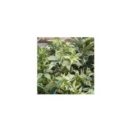 Vigne Vierge quinquefolia Star Shower® 'Mooham'