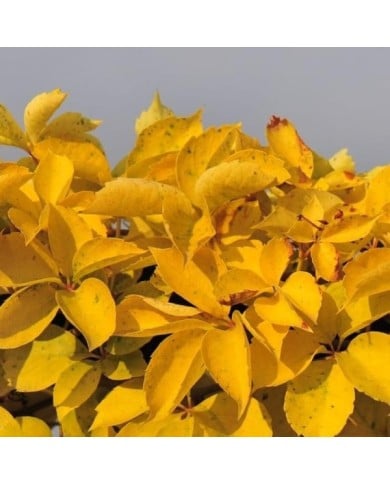 Vigne Vierge quinquefolia Yellow Wall®