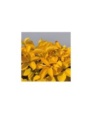 Vigne Vierge quinquefolia Yellow Wall®
