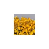 Vigne Vierge quinquefolia Yellow Wall®