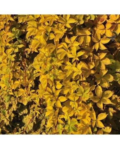Vigne Vierge quinquefolia Yellow Wall®