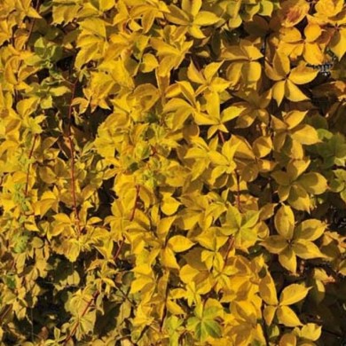 Vigne Vierge quinquefolia Yellow Wall®