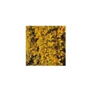 Vigne Vierge quinquefolia Yellow Wall®